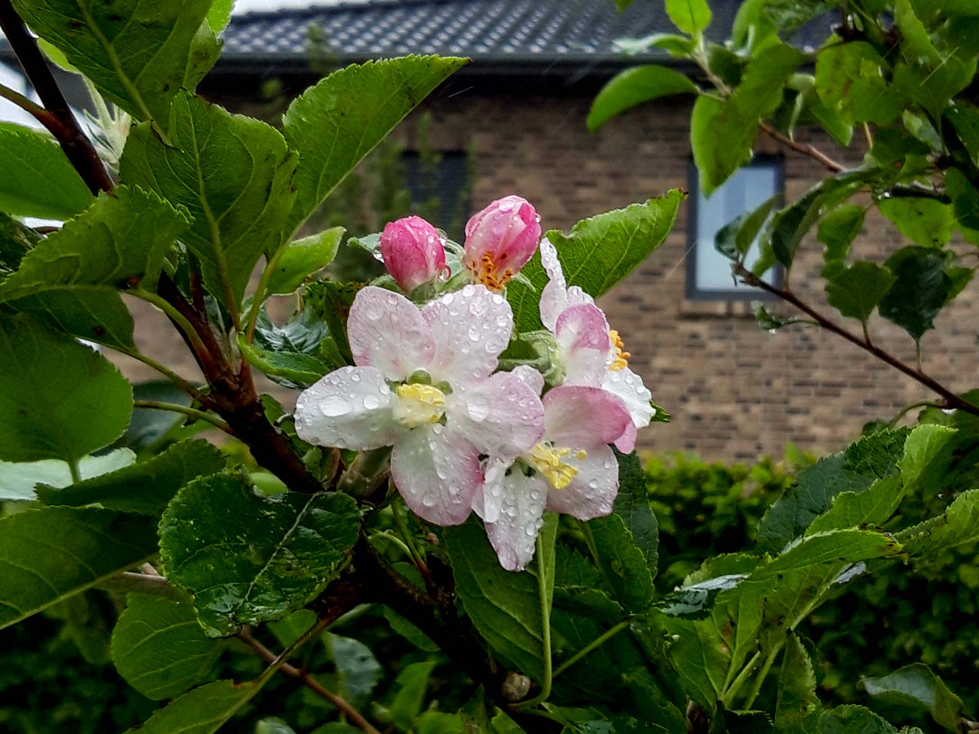 Apfelblüte