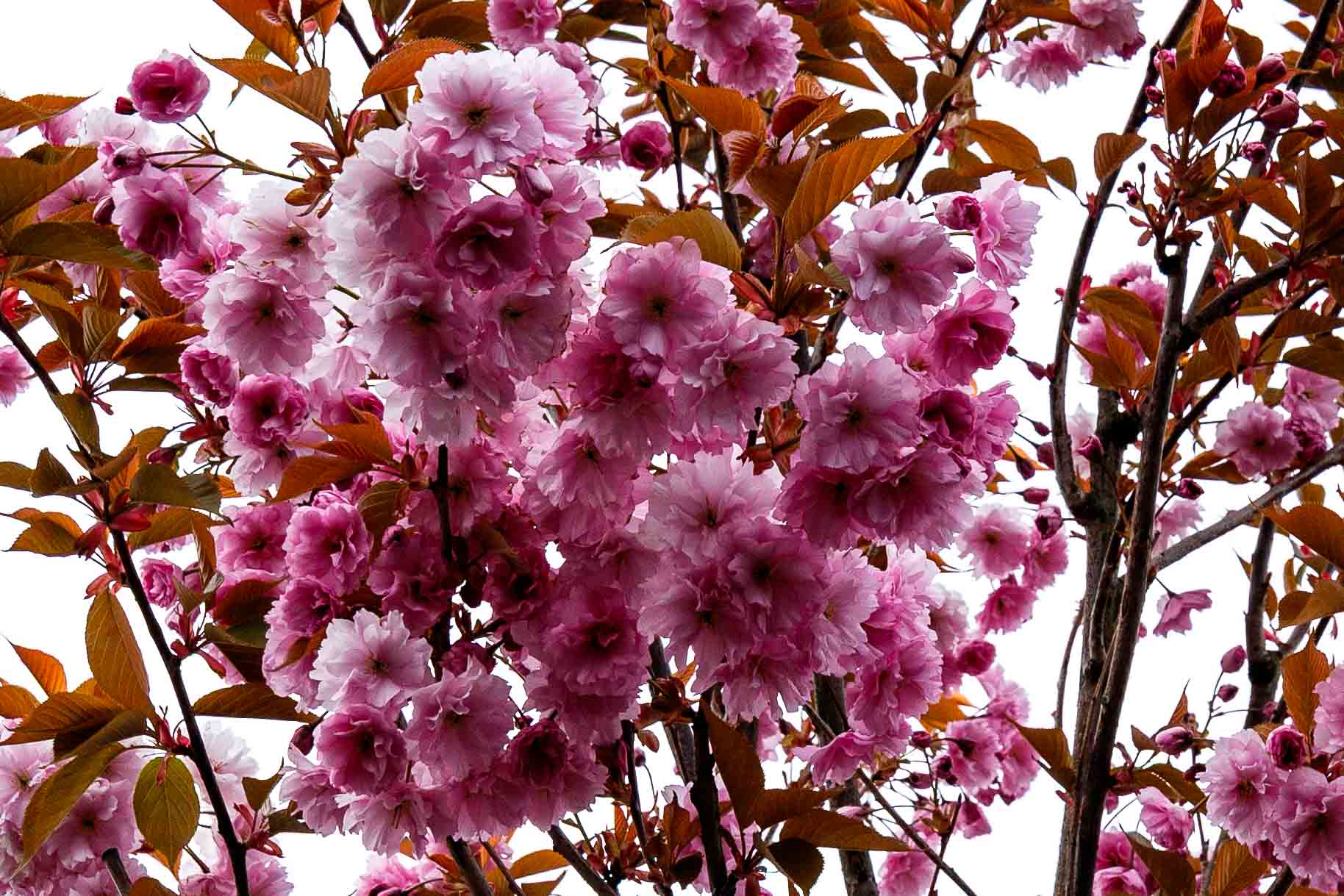 Baumblüte