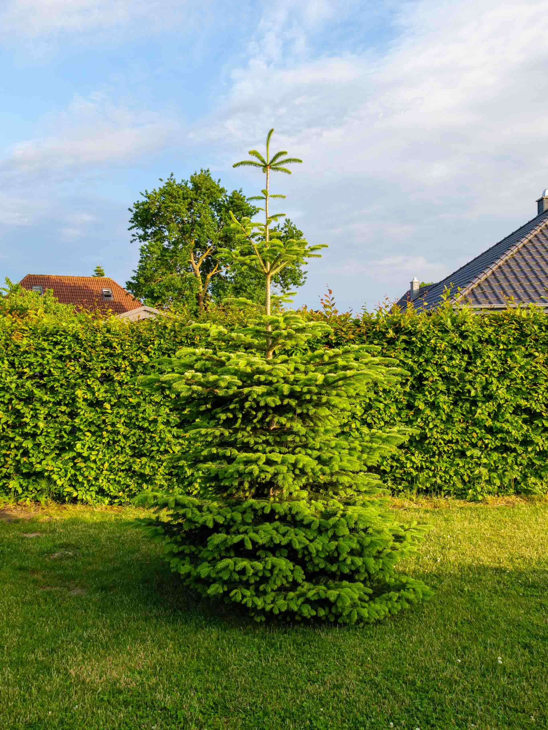 Garten 6